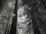 DSC04138redwoods.jpg