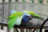 Midori - a Blue Crown Conure
