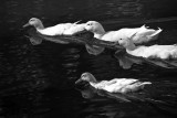 Vasona Park - Duck  Reflections