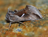 Celery Looper Moth