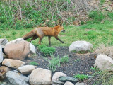 Red Fox