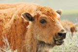 Bison Calf