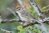 Chipping Sparrow
