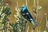 Lazuli Bunting