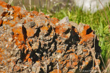 Lichen Covered Rock