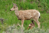 Mule Deer & Fawn