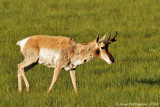 Pronghorn Buck