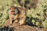 Uinta Ground Squirrel