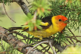 Western Tanager