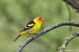 Western Tanager