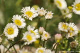 Yellowstone Wildflowers