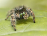 Bold Jumper (Male)