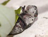 Bot Fly - Cuterebra sp.
