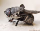 Bot Fly - Cuterebra sp.