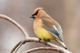 Cedar Waxwing