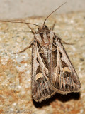 Dingy Cutworm Moth