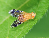 Fruit Fly (Euaresta bella)