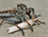 Robber Fly with Moth