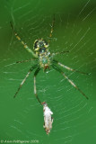 Spider sp.