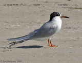 Forsters Tern