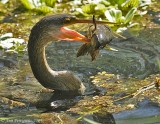 Anhinga