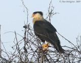 Crested Caracara