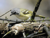 Blue-headed Vireo