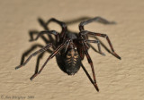 Hackledmesh Weaver (Family Amaurobiidae)