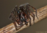 Hackledmesh Weaver (Family Amaurobiidae)