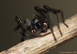 Hackledmesh Weaver (Family Amaurobiidae)