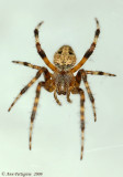 Orbweaver sp.