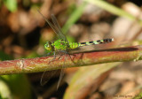 Pond Hawk - Female