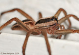 Grass Spider