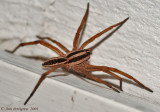 Grass Spider