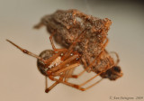 Marbled Orbweaver