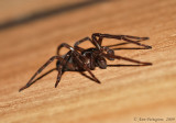 Spider-sp.-139.jpg
