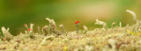 British Soldier Lichen