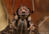Eyes of the Tiger Bee Fly