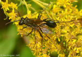 Mating Wasps