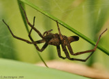 Six-spotted Fishing Spider