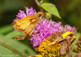 Skipper sp.