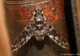 Tiger Bee Fly