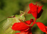 Common True Katydid