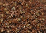Wolf Spider Hatchlings
