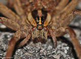 Wolf Spider Portrait