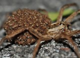 Wolf Spider with Hatchlings