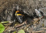 Burying Beetle