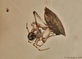 Common House Spider with Stink Bug