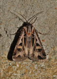 Dingy Cutworm Moth