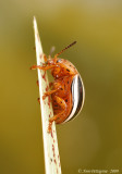 False Potato Beetle